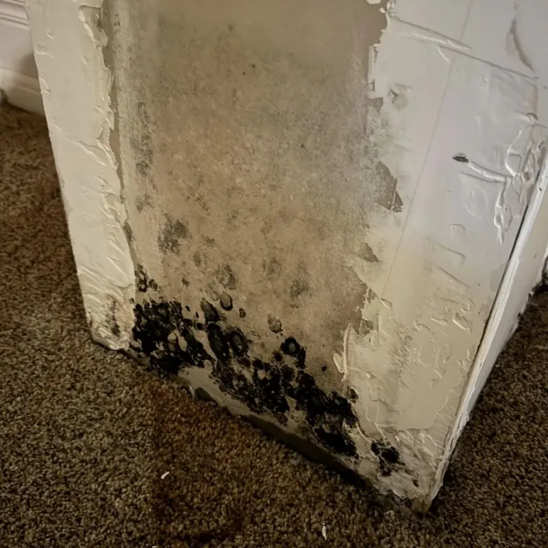 Professional Mold Removal in Rowley, MA